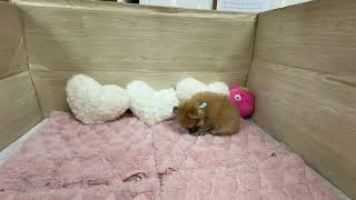 ハーフ犬の動画01