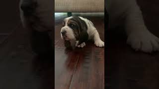Basset Hound Puppies Videos