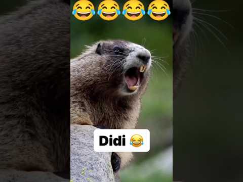 Gilhari Ki Funny 🤣 Shorts video 🤣😂 Didi 🤣😂 #shorts #sourt #gilhari #gilharishorts #viral #sourt