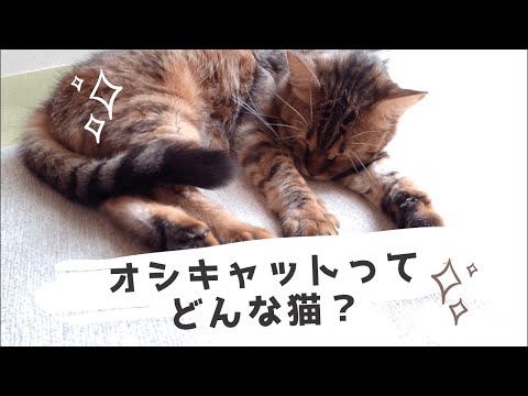 オシキャット猫