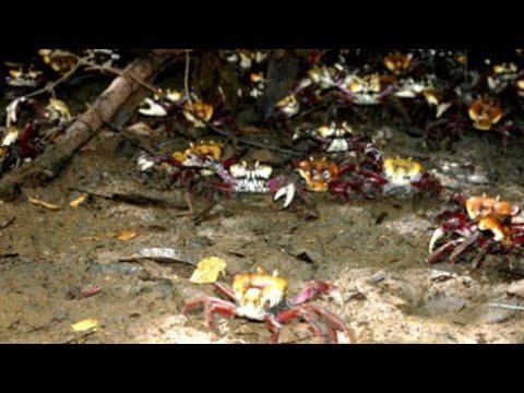 Período de reprodução dos carangueijos em Itaporanga d'ajuda Sergipe,#carangueijos de andada 