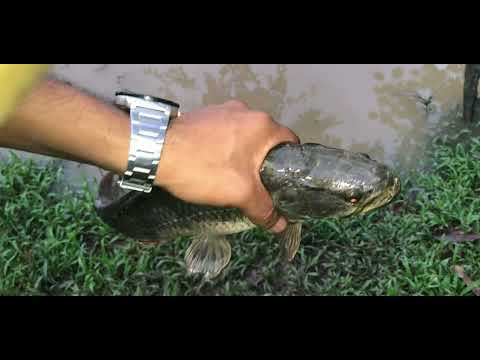 3 days Adventure In My Backyard