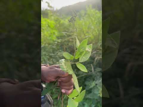 Scriber scratches a message on an Autograph Tree leaf for the next guide