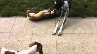 Download lagu Farlat - Fara babies 8 weeks mp3 Download lagu Farlat - Fara babies 8 weeks mp3