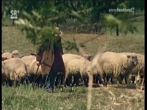 WND 1974 St.Wendel wie es einmal war!