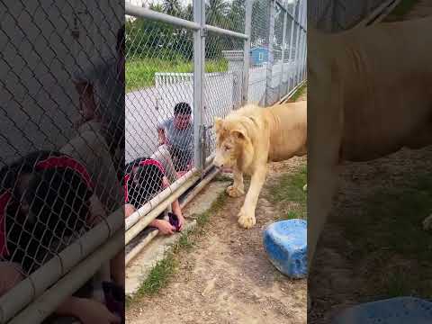 This lion saved a guy 🦁