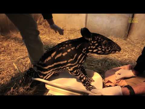 L'émouvante naissance à Beauval de Tengah, un bébé tapir malais