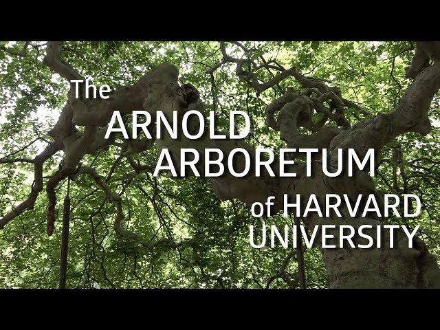 Wymowa wideo od Arboretum na Angielski