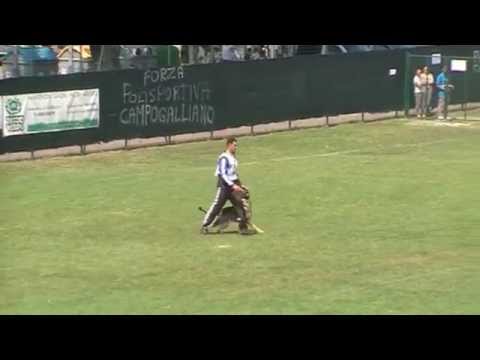 WUSV UNIVERSALSIEGUER 2015 MARCOS FERRE CON ATTACK VON HAUS PIXNER OBEDIENCIA 97 PUNTOS