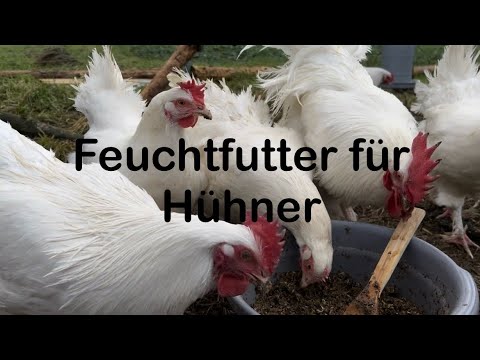Mash für Hühner | Hühnerfütterung | Rezeptinspiration | Zubereiten des Feuchtfutters | Hühnerhaltung