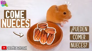 HAMSTER SIRIO COME NUEZ - ¿Pueden comer nueces los hamsters