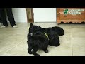 Miniature Poodle dogs for sale: Shadow - Video 1