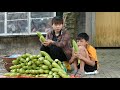 harvest melon fruit to sell at market | Cooking, Daily Life