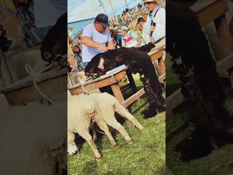 Esquileo o esquila de oveja 🐑 Marulanda-Caldas🌴🐑🐑🌴