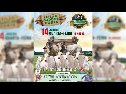 TROMBAS LEILÕES - TROMBAS GOIAS 14/ 01/ 2026