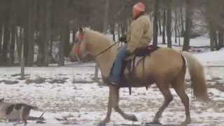 preview picture of video 'Registered Mountain Pleasure Mare Warsaw'