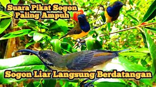 Download lagu Sogon Gacor Untuk Pikat Sogon Paling Ampuh, Masteran Sogon, Pikat Sogok Ontong, Suara Pikat Burcil mp3