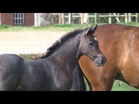 Holsteiner Fohlenauktion im Juni - Nr. 14 v. Cornet Obolensky - Cassini I