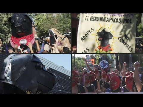 El Negro Matapacos, un perro ícono de resistencia social en Chile | AFP