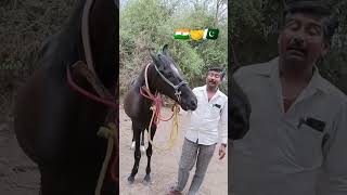Download lagu old Bloodline in Sindhi Horse#indianhorse #pakistanhorseclub #youtubeshorts #punjabhorse#horseblog mp3 Download lagu old Bloodline in Sindhi Horse#indianhorse #pakistanhorseclub #youtubeshorts #punjabhorse#horseblog mp3