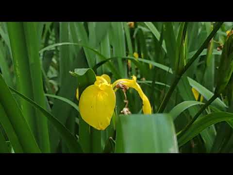 ヨーロッパショウブ 植物