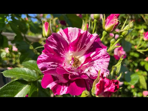 Oh Wow | Purple Splash climbing rose