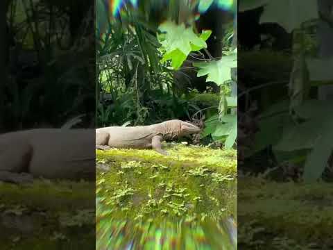 Video 8
