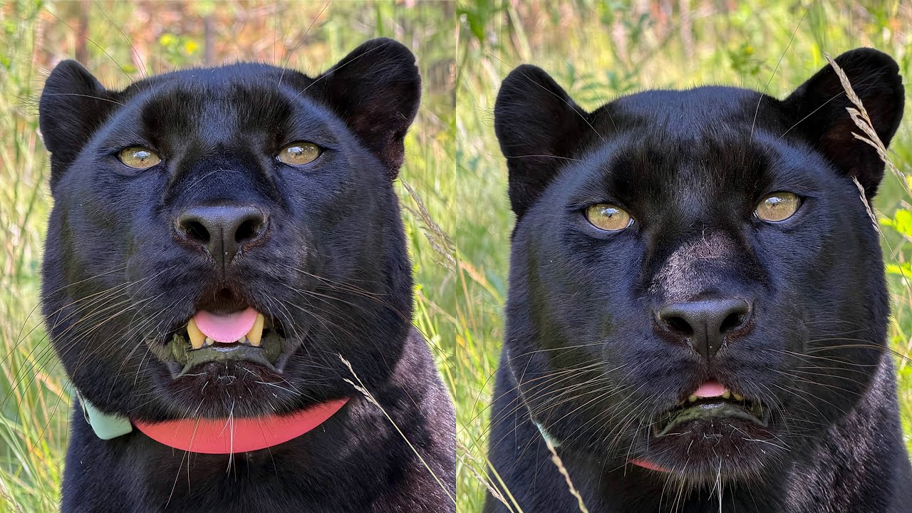 Tasks for Luna the panther 😁 – training the body and mind (ENG SUB)