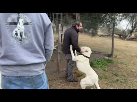 The original Dogo Argentino Kennel.
