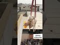 death😢from Crane unloading of cow #withwarishakhalid #eiduladha2022 #cowfor2022 #cowunloading