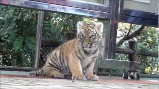 preview picture of video 'アムールトラの赤ちゃん12/15①　Baby Amur Tiger on Dec 15 2012 ①'
