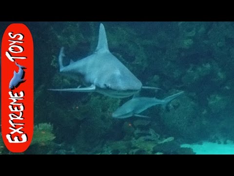Sharks, Tigers, and the Hoover Dam! Oh My! "Las Vegas Adventure" Video