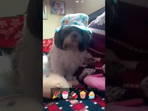 chocolate 🍫#hashtags  #shortsfeed