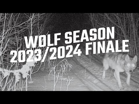 WOLF HUNT FINALE 2023 | RED LAKE, ONTARIO