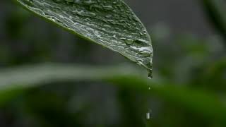 Download lagu VIDEO ILUSTRASI TETESAN AIR HUJAN DI DAUN [No Copyright] GRATIS #videoilustrasi mp3