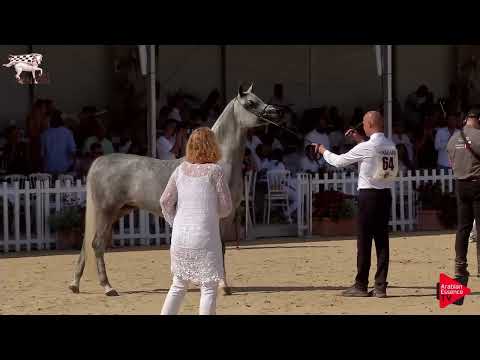 Menton 2019 - Senior Mares Championship (Class 13)