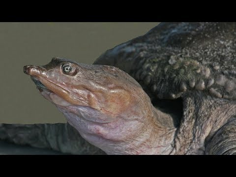 download lagu mp3 mp4 Softshell Turtle Soup, download lagu Softshell Turtle Soup gratis, unduh video klip Softshell Turtle Soup