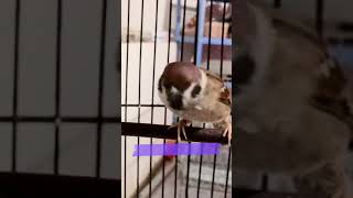 Download lagu Suara Panggilan Burung Gereja Memanggil Teman Paling Ampuh | Kicau Tembak mp3