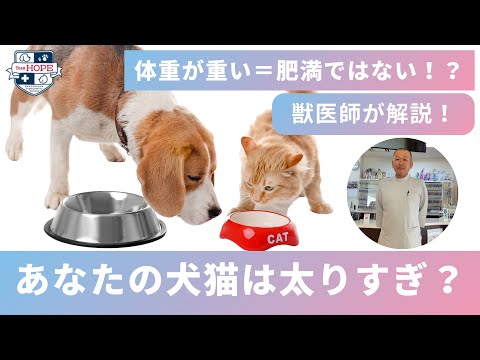 Eine Katze putzt ihre Pfoten