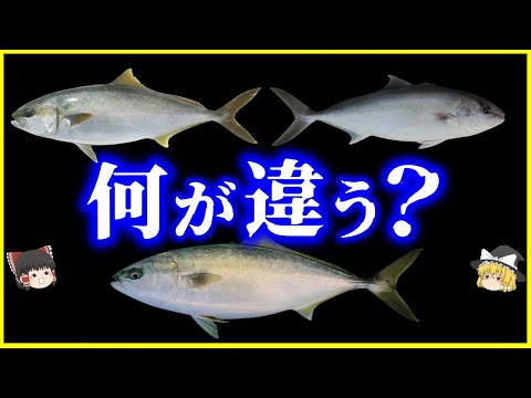 ブラキゴビウスについて詳しく解説