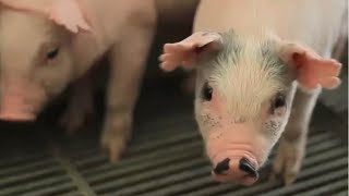 Miniatura do vídeo