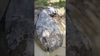 Berteduh di kubangn kecil