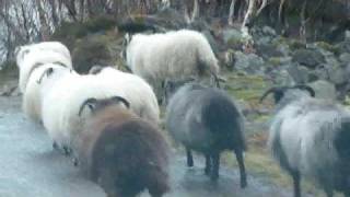 preview picture of video 'Sheep Traffic Jam in Scotland!'