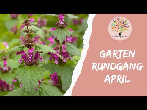 Gartenrundgang April 2026: Blüten-Explosion + Froschlaich im Teich! - Gartenexpedition #naturgarten