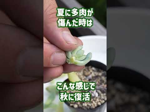 植物を暖めるのに適した冬のベールは何ですか?リーダーに従う ！  庭園