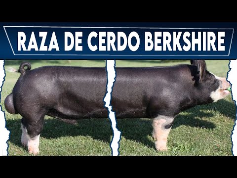 , title : '🏆 Raza de CERDO Berkshire ✅ Crea Tu Negocio en Porcicultura'