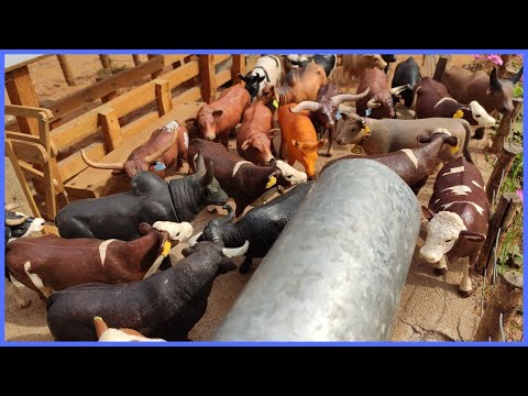 UM TOURO PERDIDO NO CAMPO E UM NOVO SEU JUCA