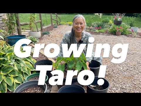 Growing TARO in CONTAINER; Why I Prefer it Better!