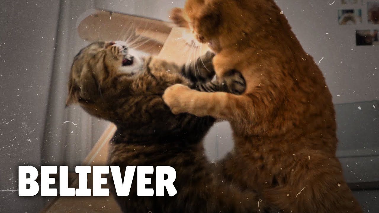 Cat Song 1 thumbnail