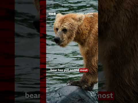 It is officially Fat Bear Week. #BBCNews